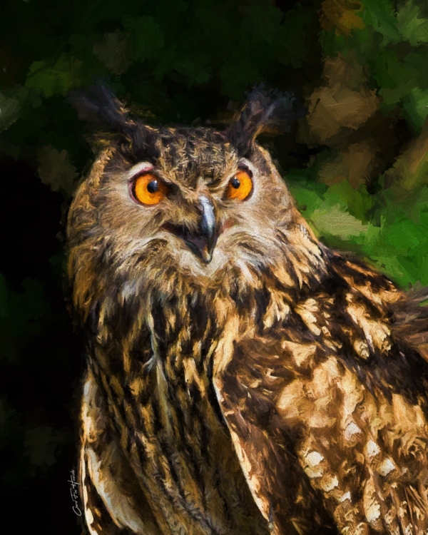 glaring owl