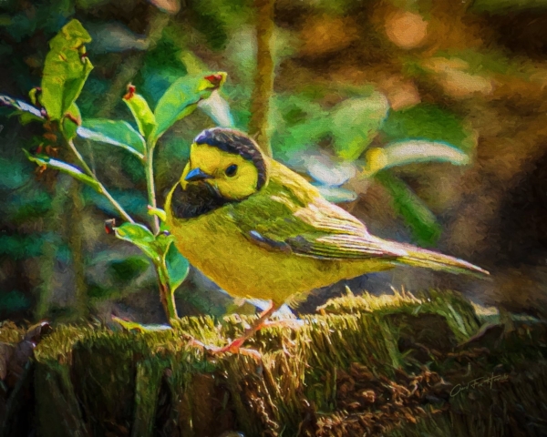 hooded warbler in underbrush