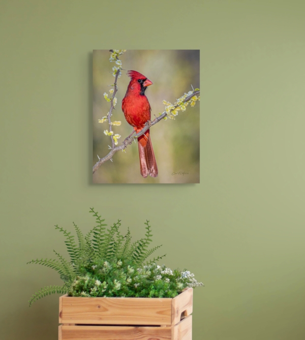 Cardinal Beauty