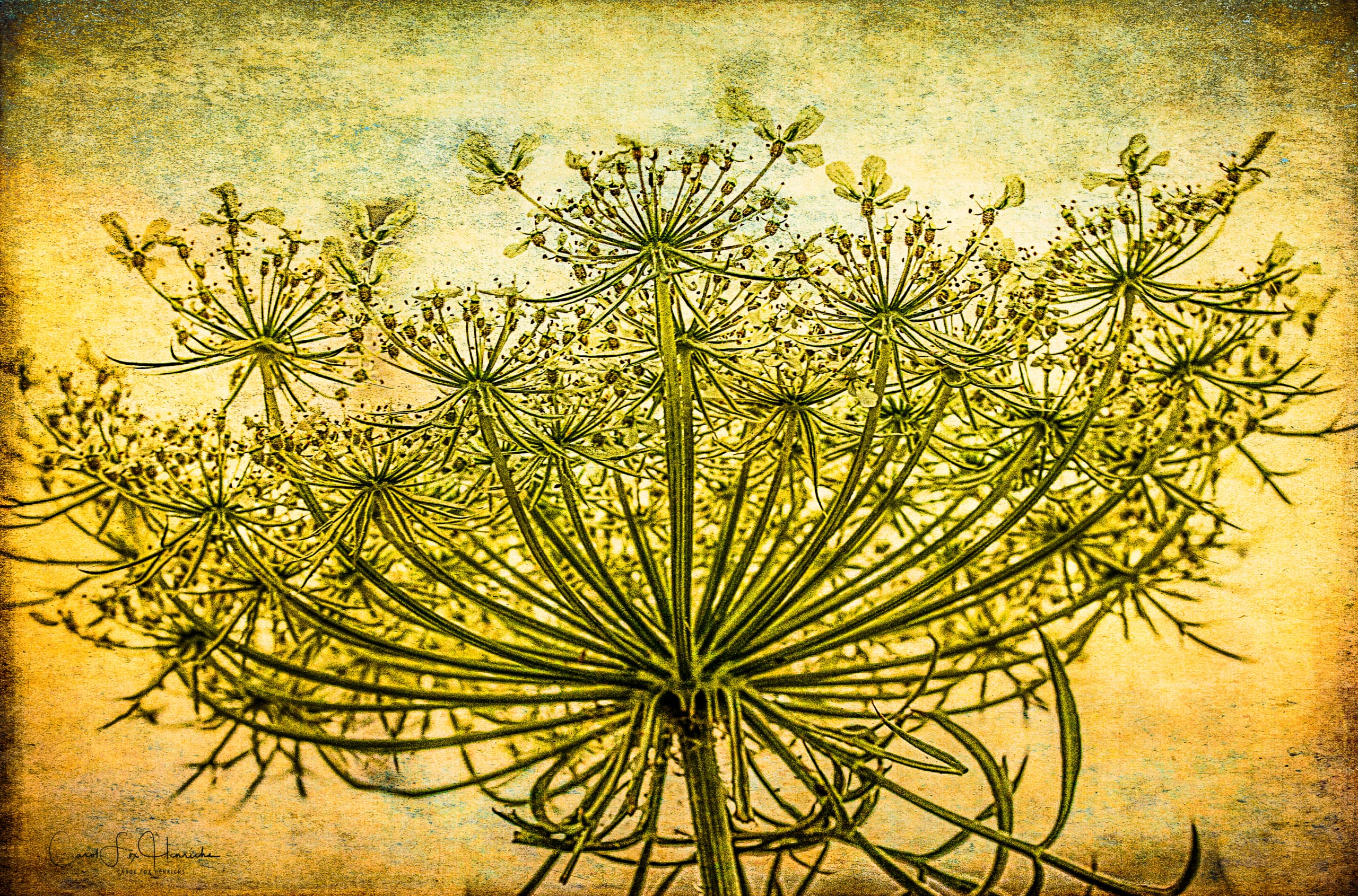 Queen Anne's Lace at Sunrise
