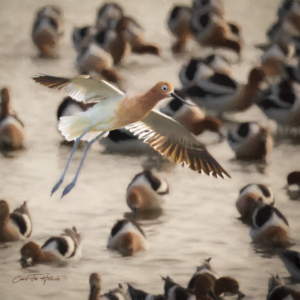 Avocet Landing