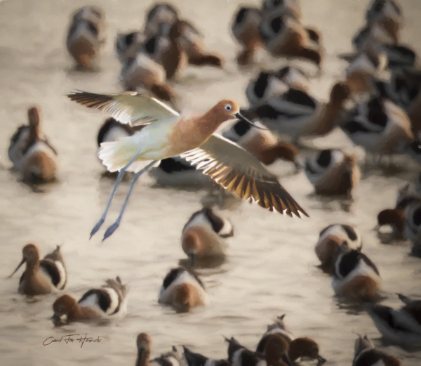 Avocet Landing