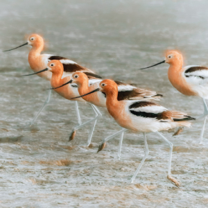 Avocet Walk