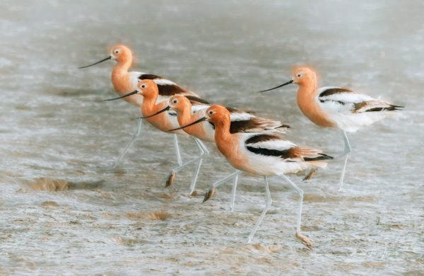 Avocet Walk