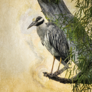 Solitude in Gold - Yellow-crowned Night Heron