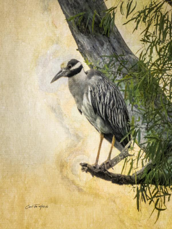 Solitude in Gold - Yellow-crowned Night Heron