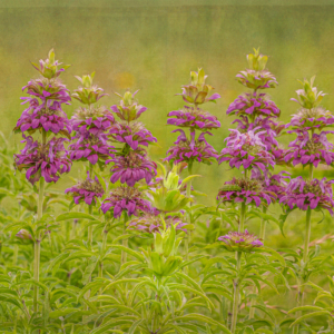 BeeBalm Row