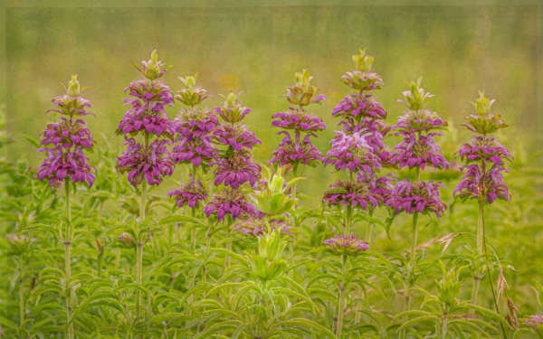 BeeBalm Row