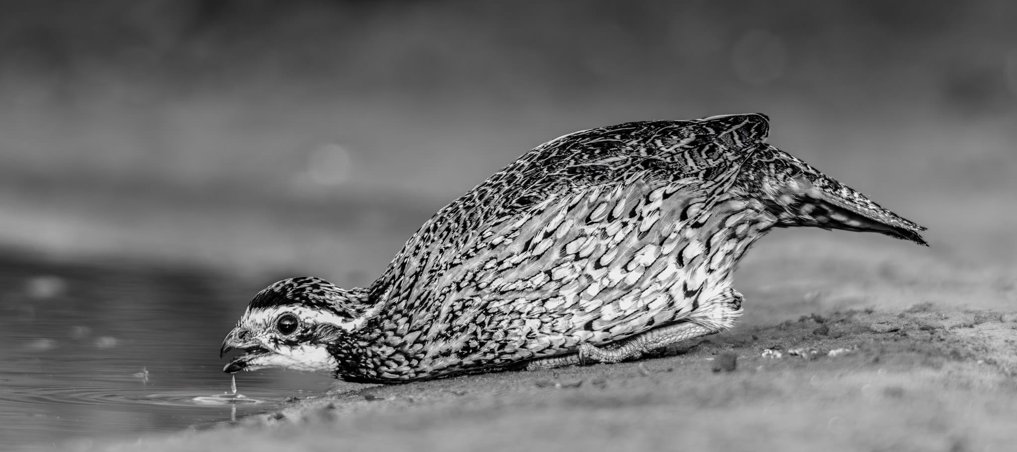 Wild in Monochrome: Bobwhite Quail