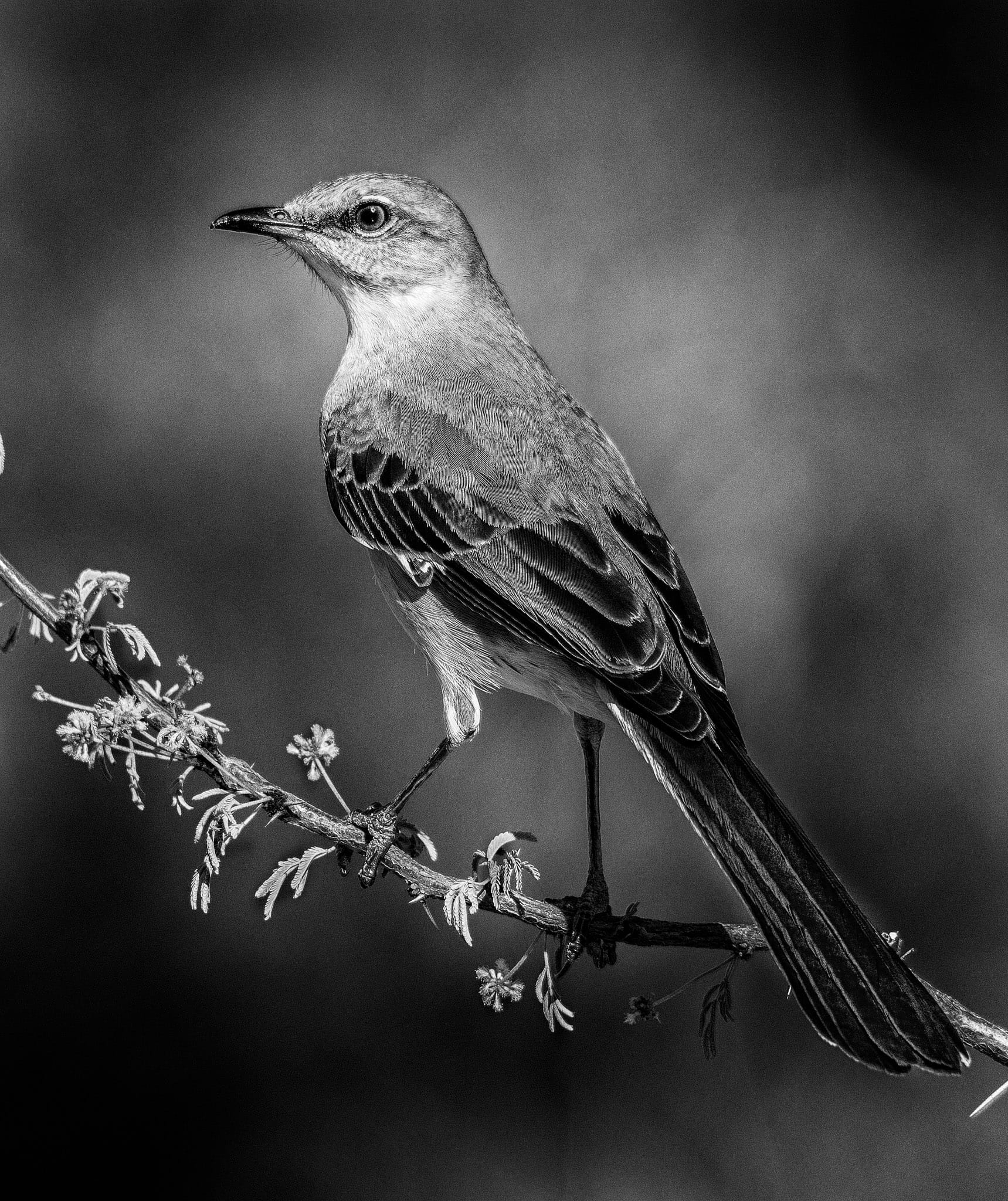 Wild in Monochrome: Elegant Mockingbird
