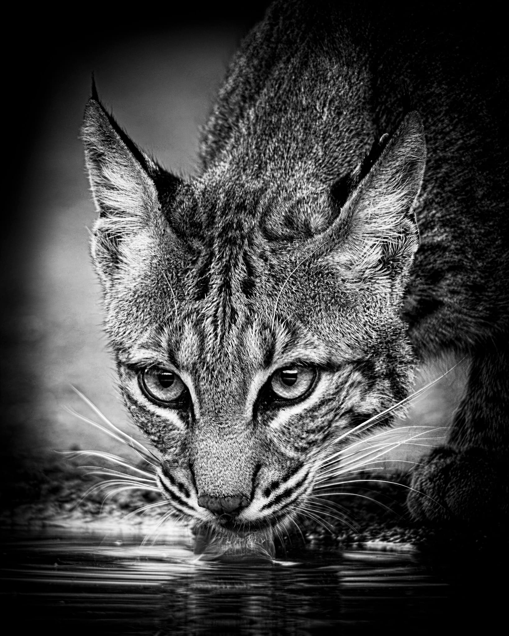 Wild in Monochrome: Bobcat