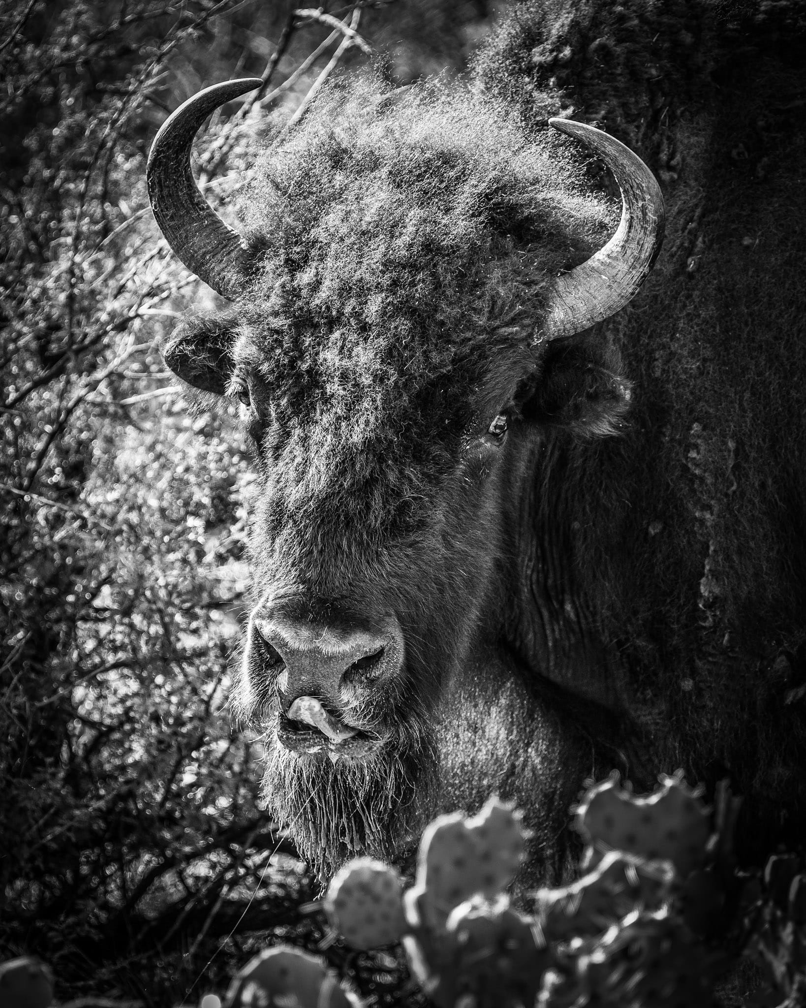 Wild in Monochrome: Bison