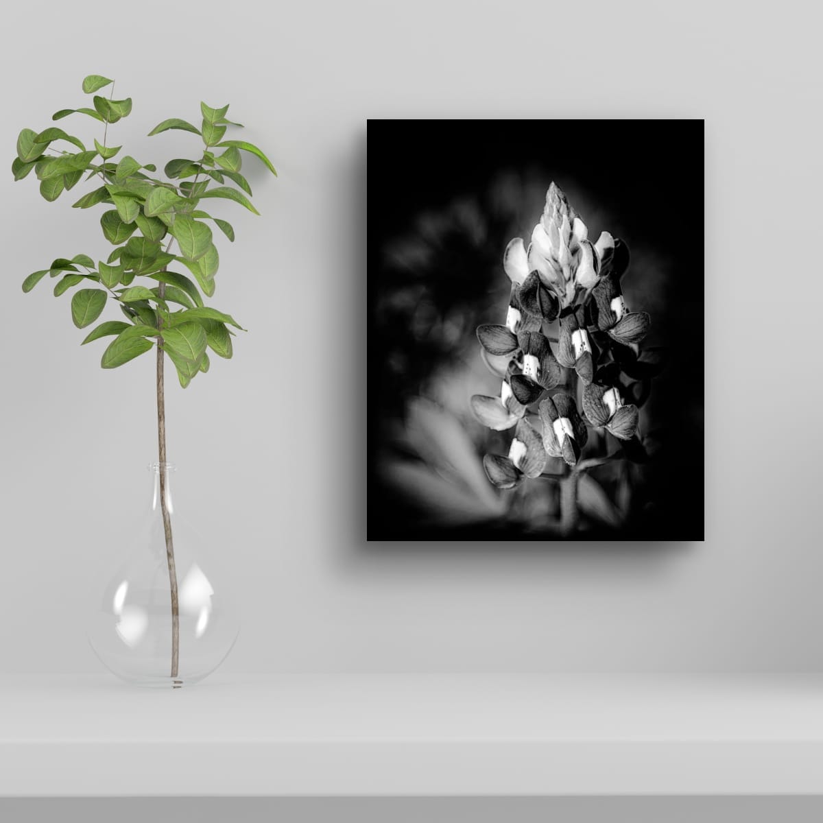 Petals in Monochrome: Bluebonnet Bloom - Image 4