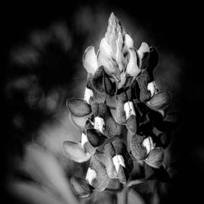 Petals in Monochrome: Bluebonnet Bloom