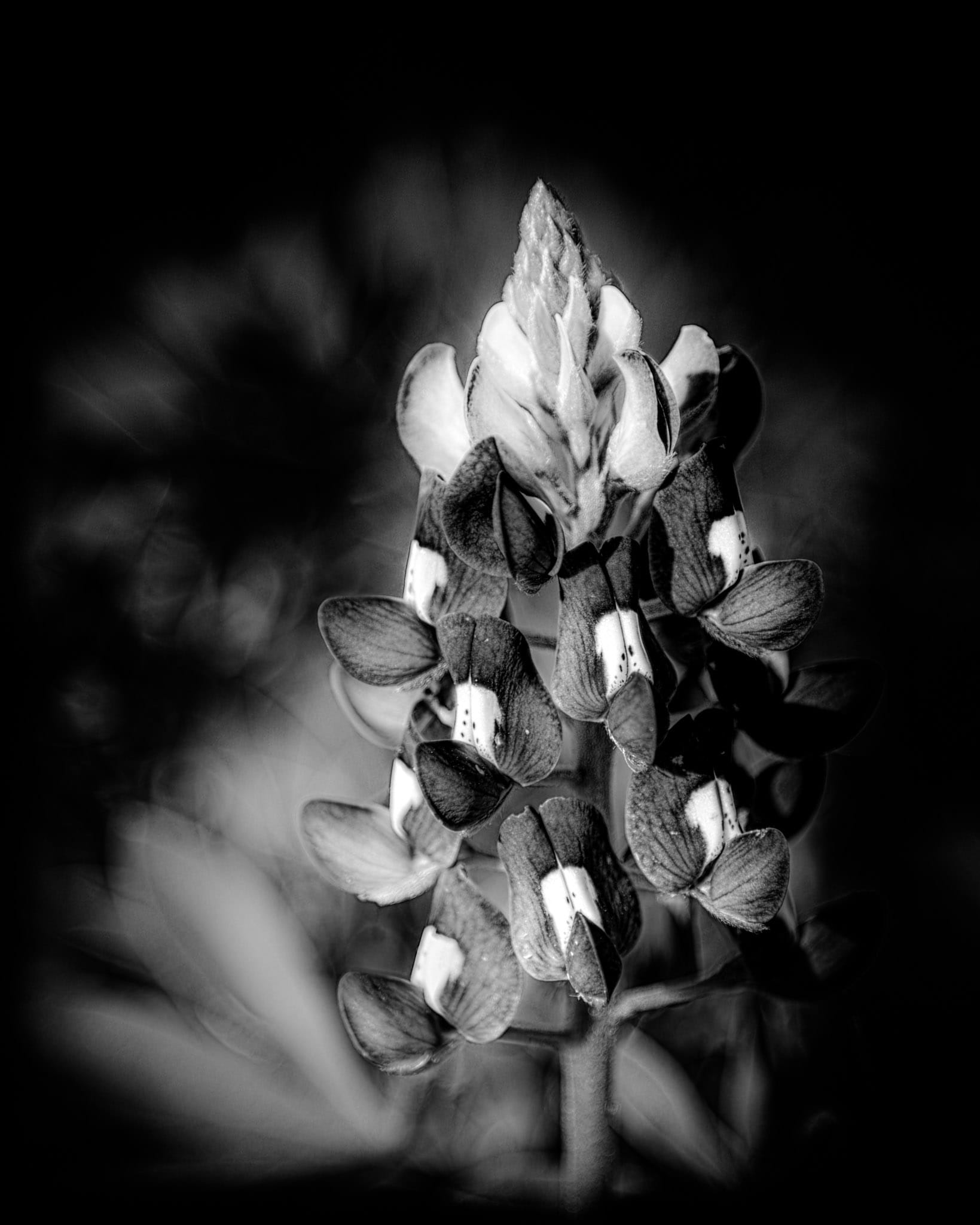 Petals in Monochrome: Bluebonnet Bloom