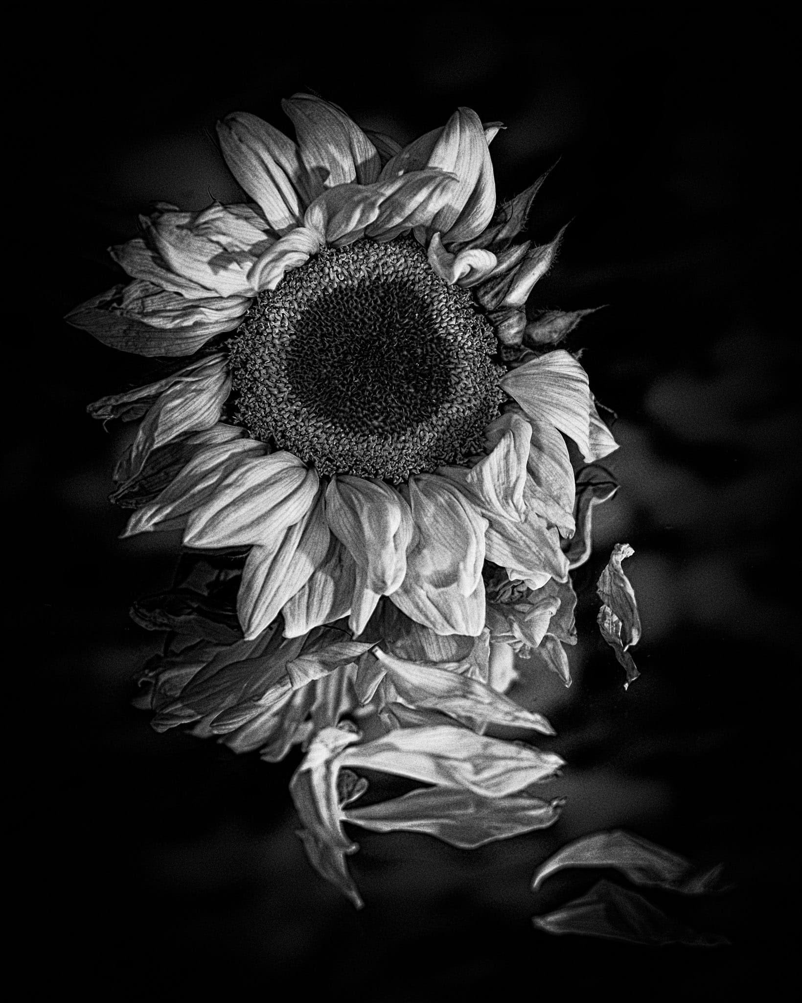 Petals in Monochrome: Sunflower's Reflections
