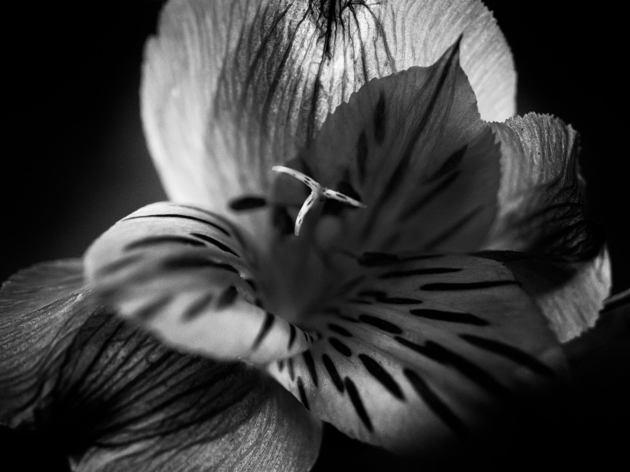 Petals in Monochrome: Exotic