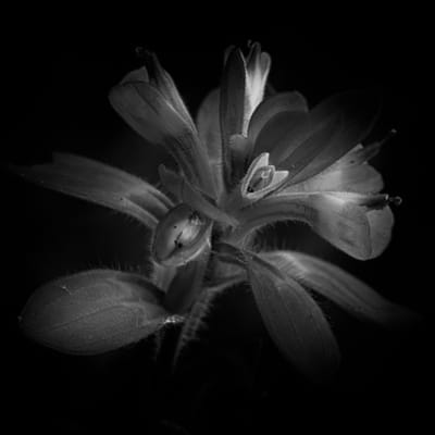 Petals in Monochrome: Monochrome Indian Paintbrush
