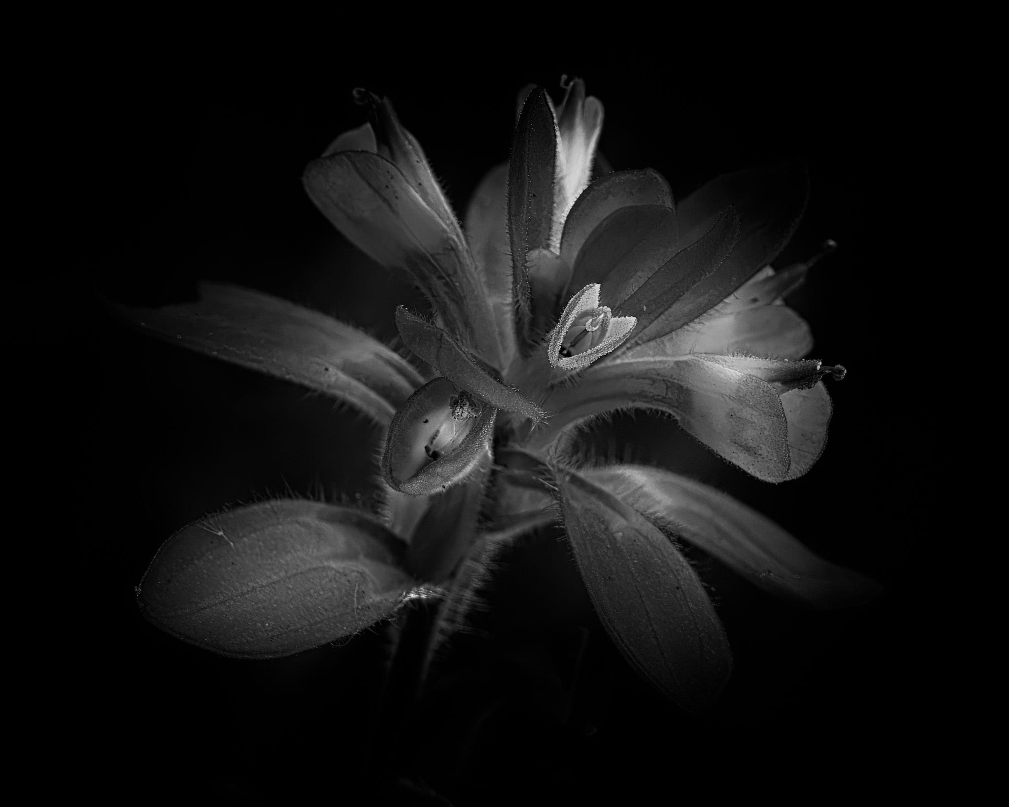 Petals in Monochrome: Monochrome Indian Paintbrush