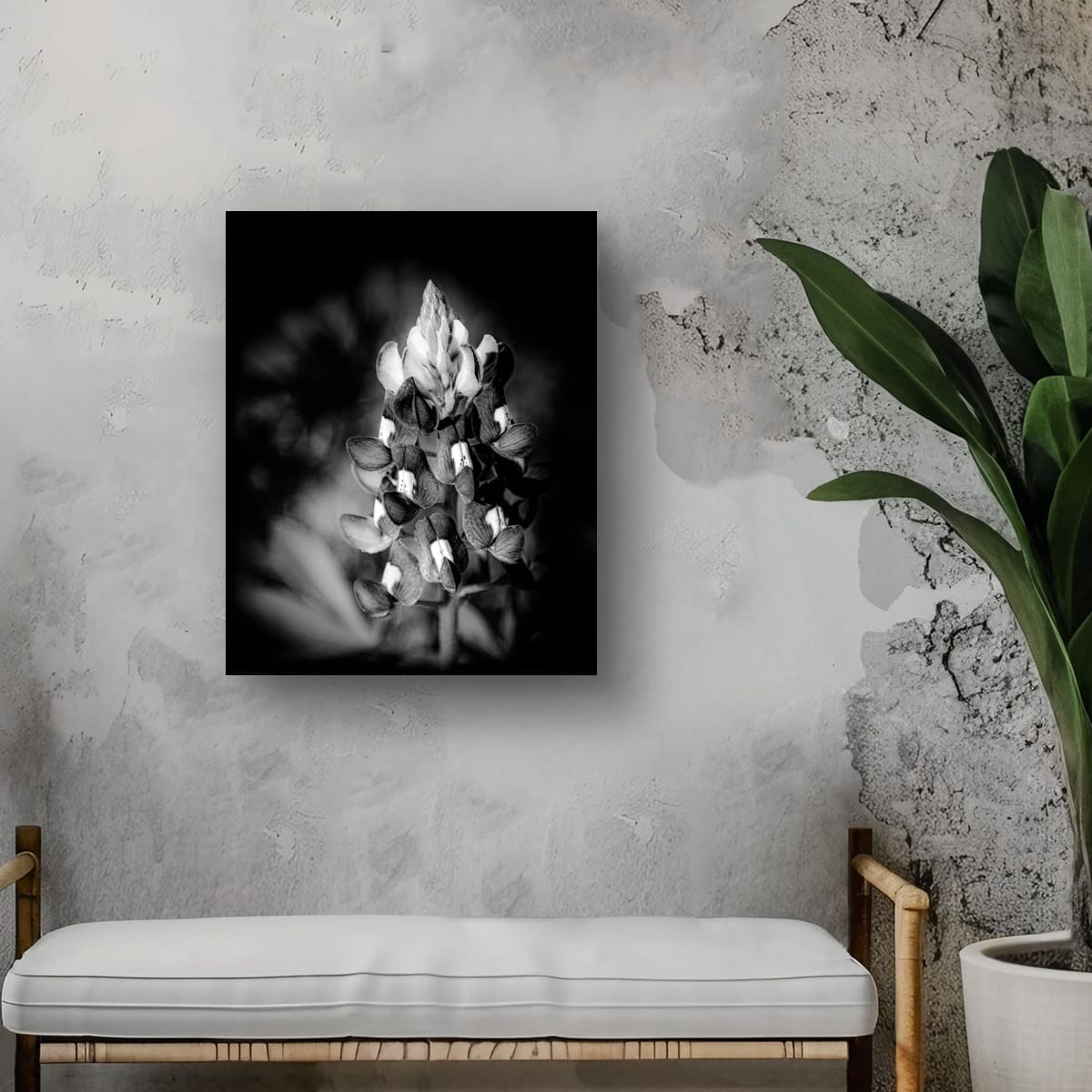 Petals in Monochrome: Bluebonnet Bloom - Image 2